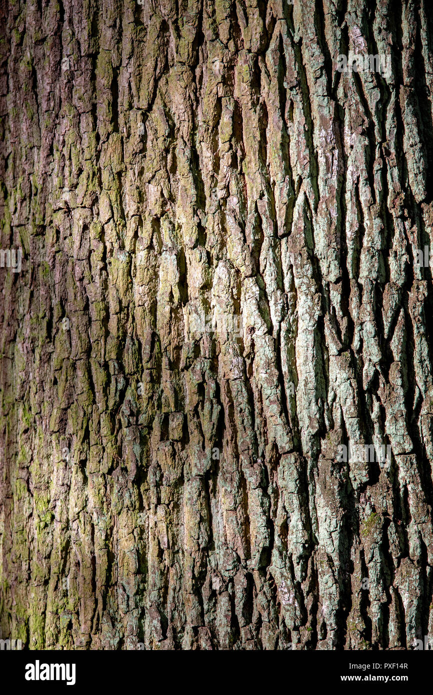 Profondamente strutturati di corteccia di albero, sfondo naturale. Foto Stock