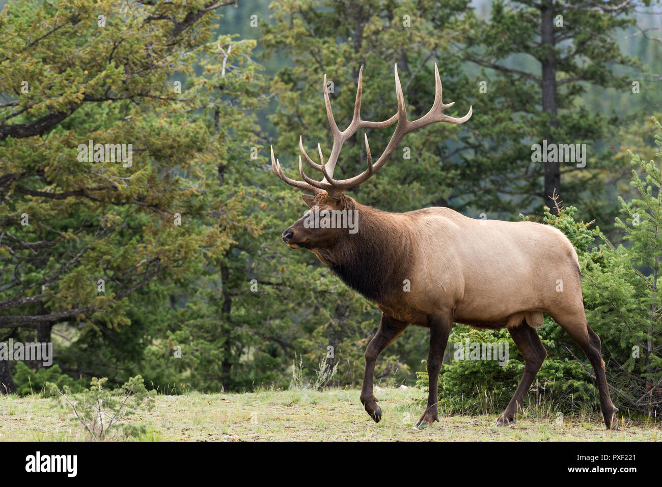 Un grande bull elk camminando lungo gli alberi Foto Stock