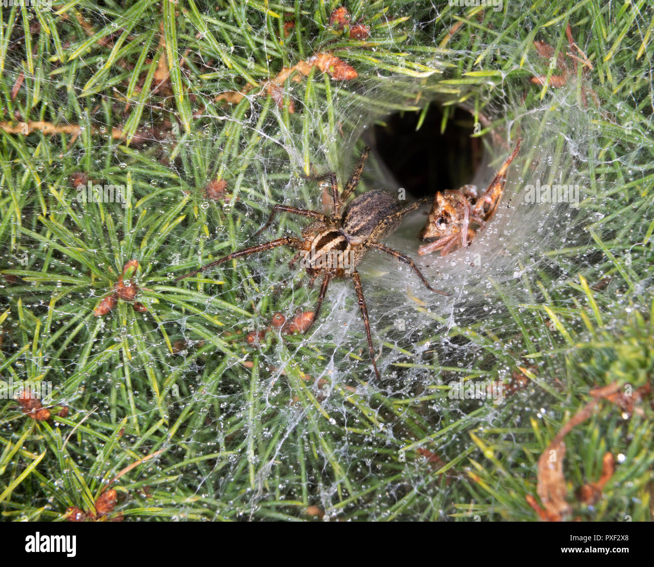 Erba Funnel-Weaver Spider Agelenopsis (sp) femmina bere gocce di nebbia all'entrata della sua tana di notte, Iowa, USA Foto Stock