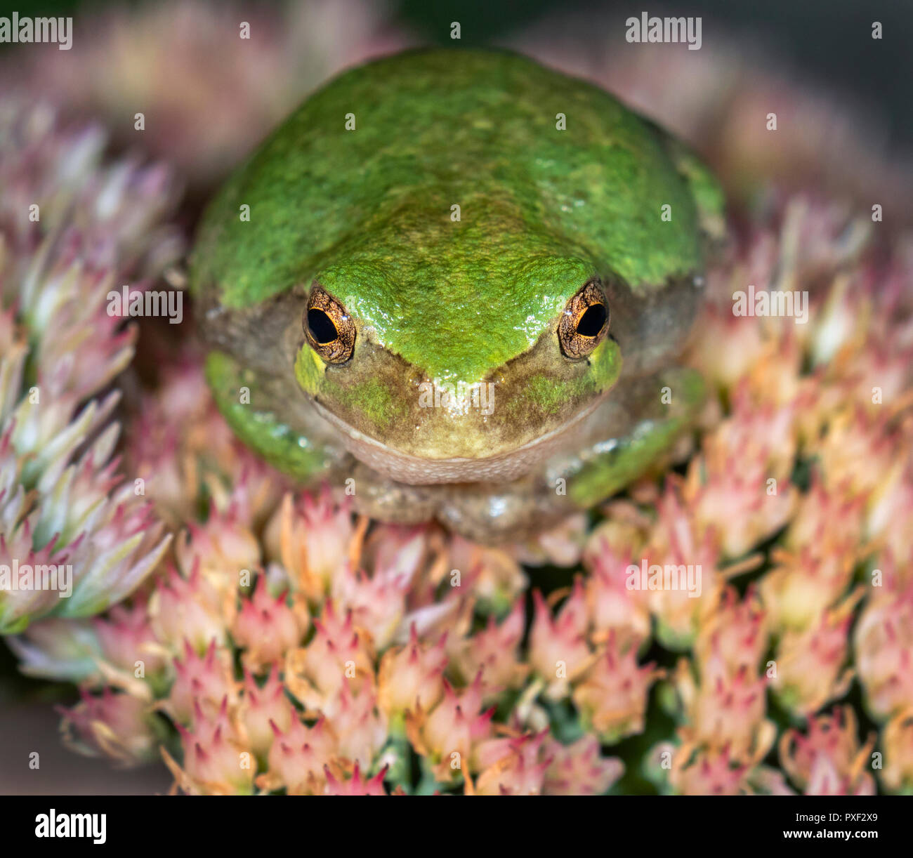 Cope's Gray Treefrog (Dryophytes [Hyla] chrysoscelis) in attesa di una preda di fiori di notte, Iowa, USA Foto Stock