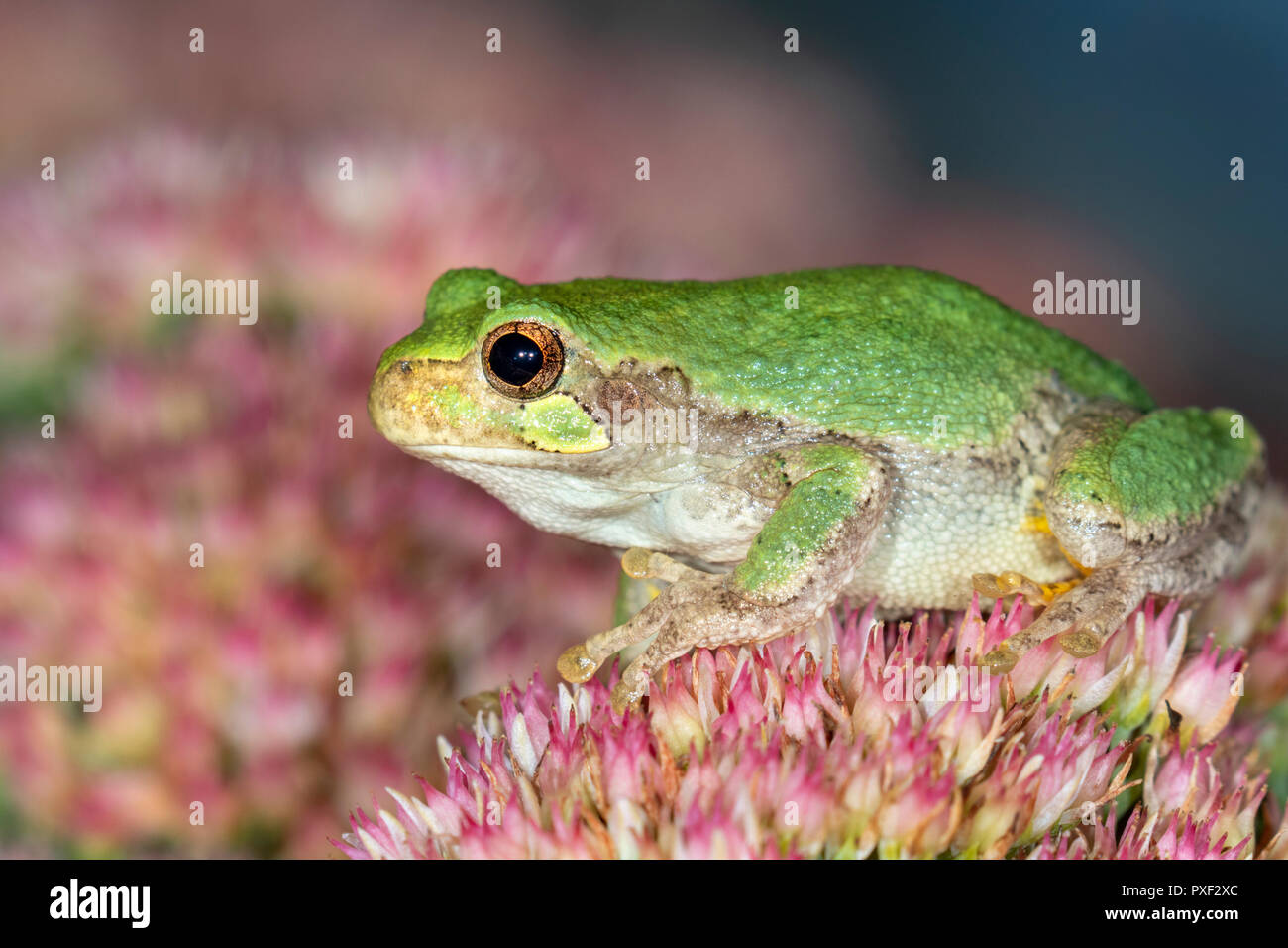 Cope's Gray Treefrog (Dryophytes [Hyla] chrysoscelis) in attesa di una preda di fiori di notte, Iowa, USA Foto Stock