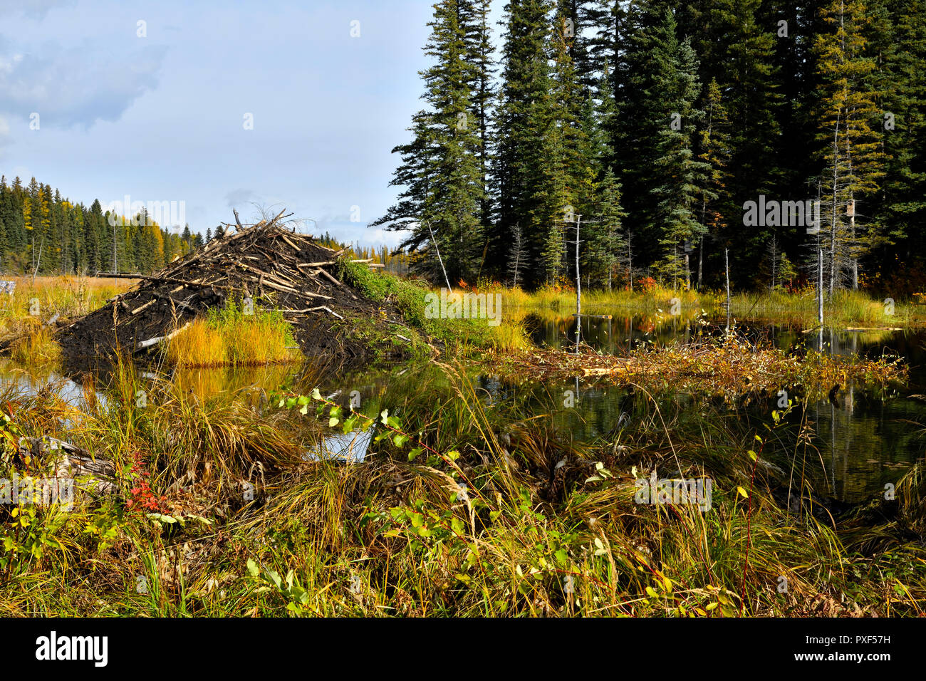 Una vista orizzontale di un beaver lodge e stagno con il deposito di cibo pila pronto per la prossima stagione invernale Foto Stock