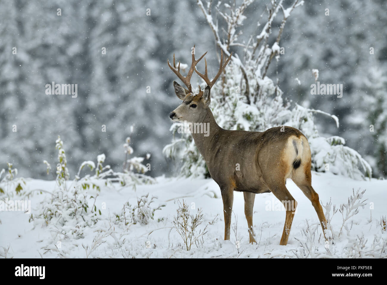 Un maschio maturo Mule Deer 'Odocoileus hemionus"; in piedi che guarda lontano nell'appena caduta di neve nelle zone rurali di Alberta in Canada. Foto Stock