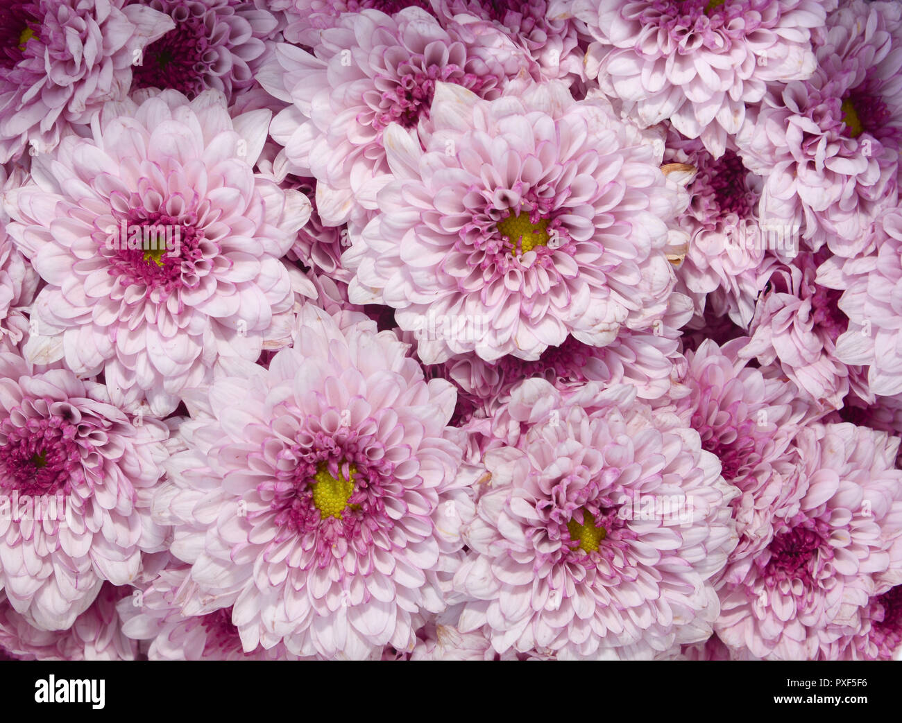 Fiori freschi in background Foto Stock
