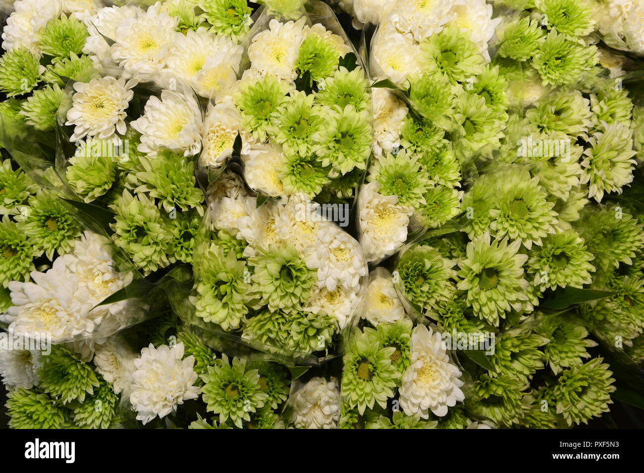Fiori freschi in background Foto Stock