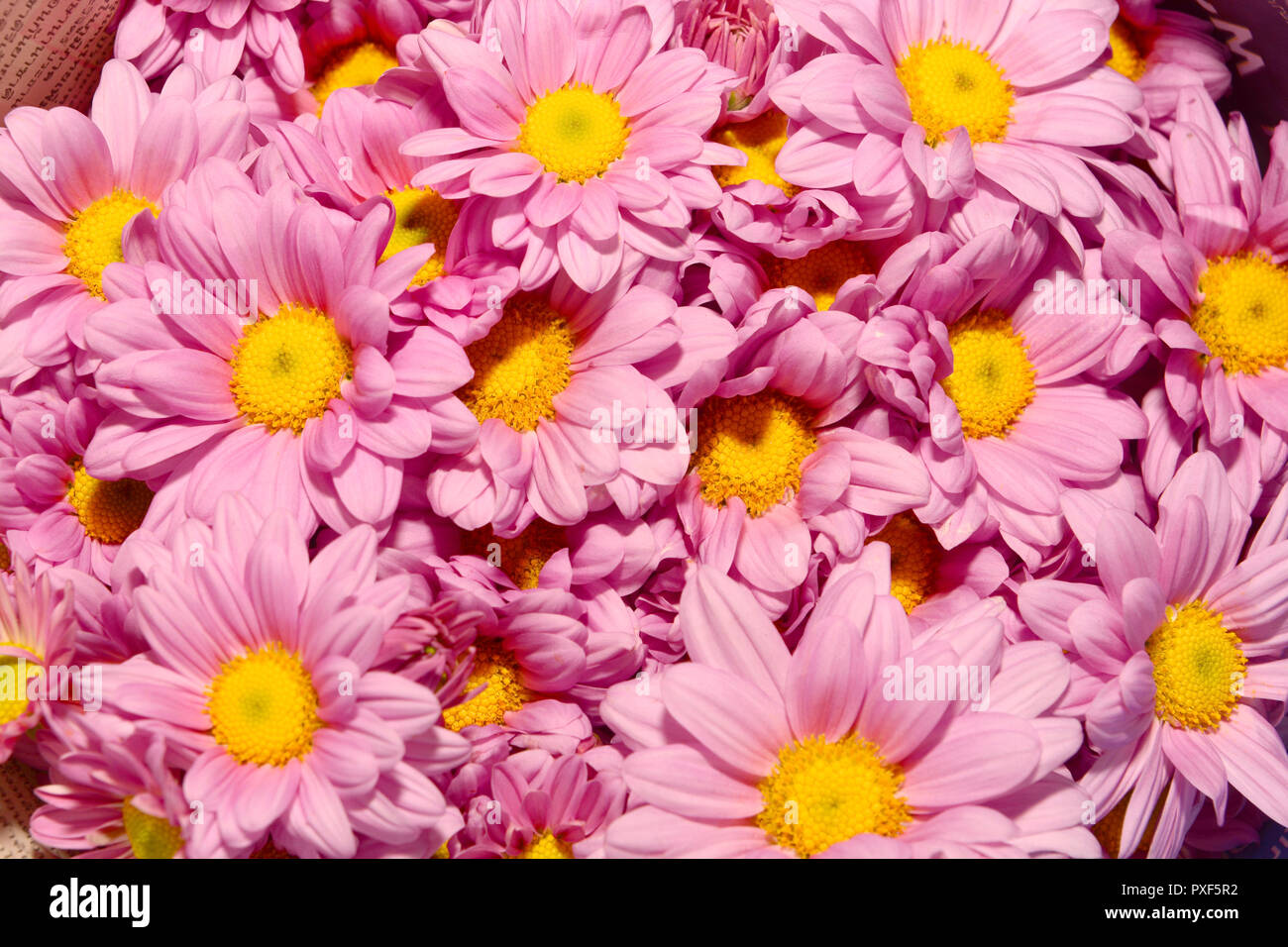 Fiori freschi in background Foto Stock
