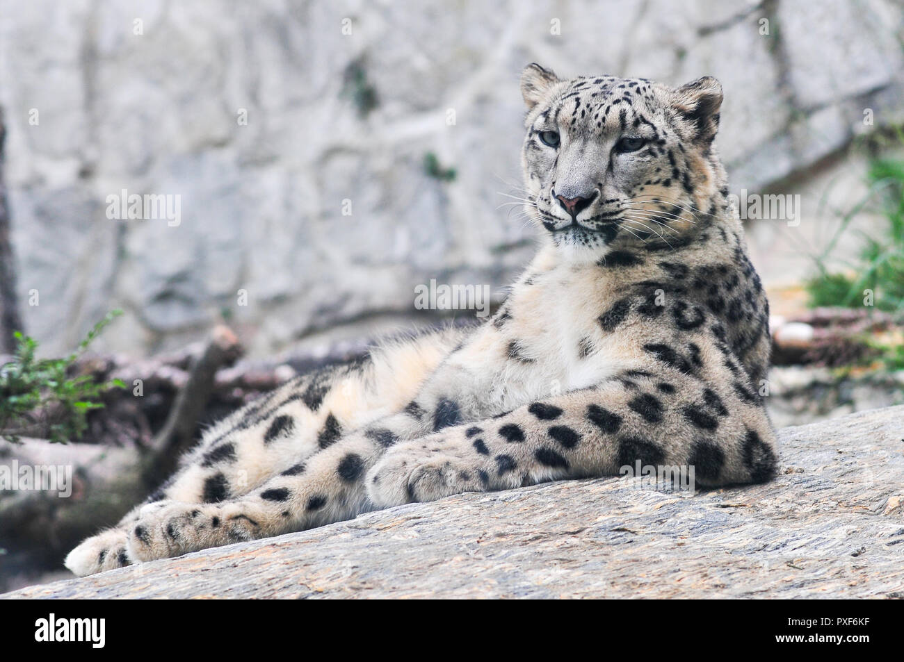 Snow Leopard - Irbis (Panthera uncia) Foto Stock
