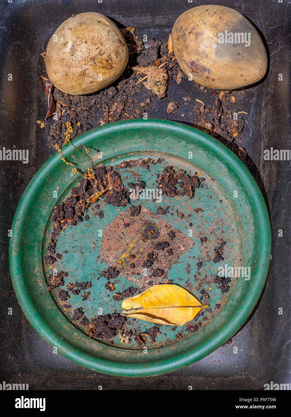 Pareidolia - la percezione di immagini riconoscibili casuali in regime accidentali Foto Stock