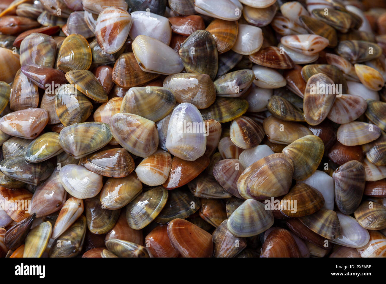 Di smalto fresco shell di Venere (Meretrix lyrata) Foto Stock