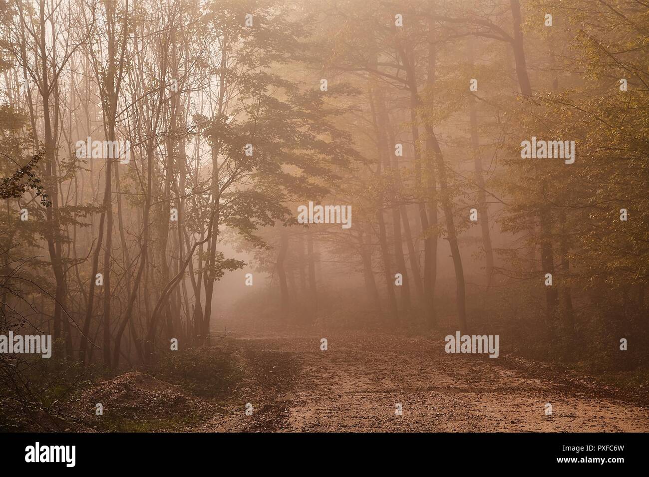 Percorso di foresta nella nebbia Foto Stock