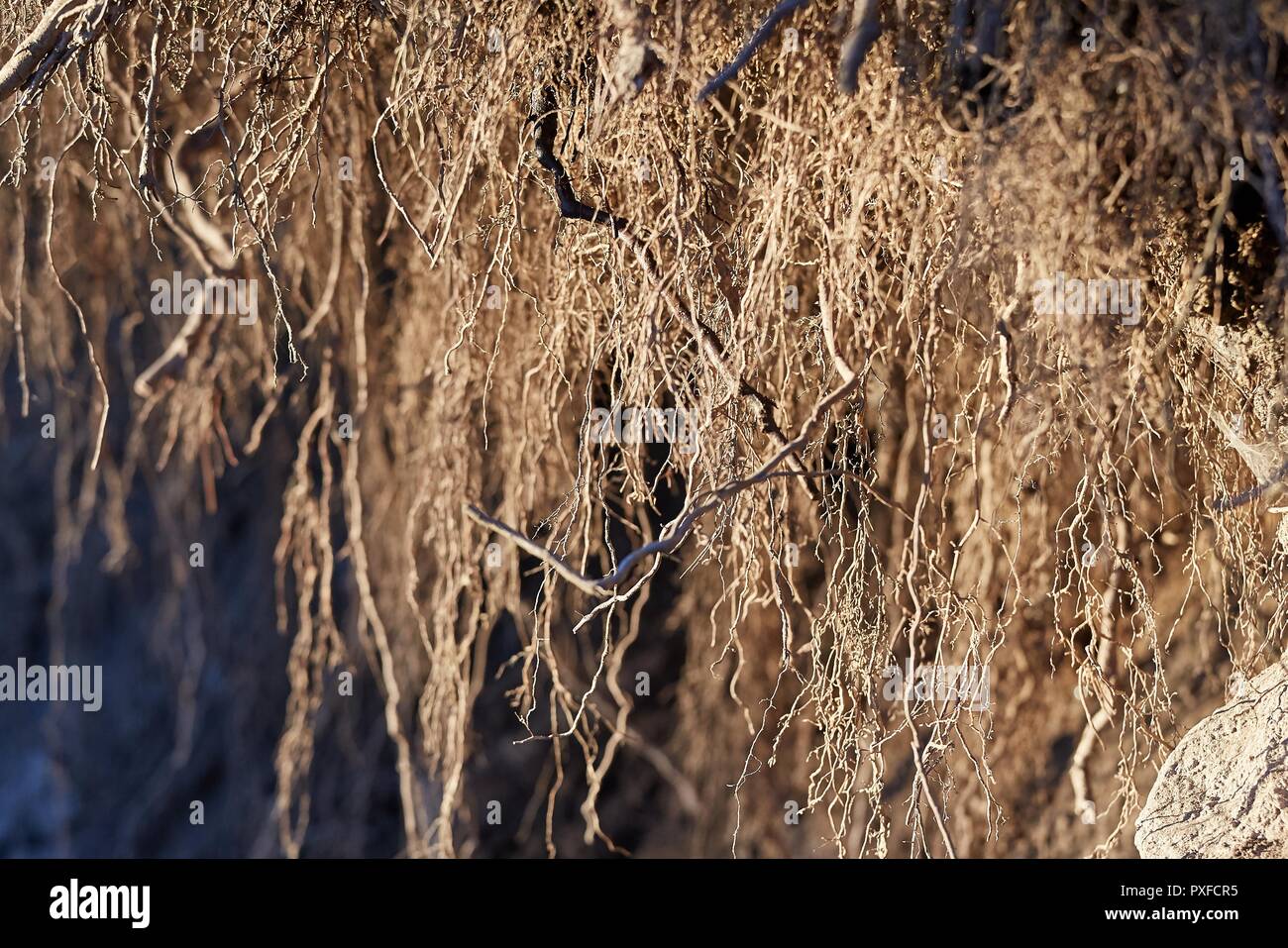 Radici sotto terra Foto Stock