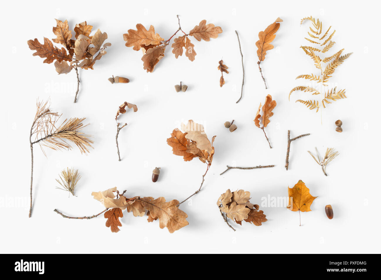 Vista dall'alto vari foglie essiccate, ghiande e pino asciutto su sfondo bianco. Autunno Autunno concetto laici piana. Composizione di autunno Foto Stock