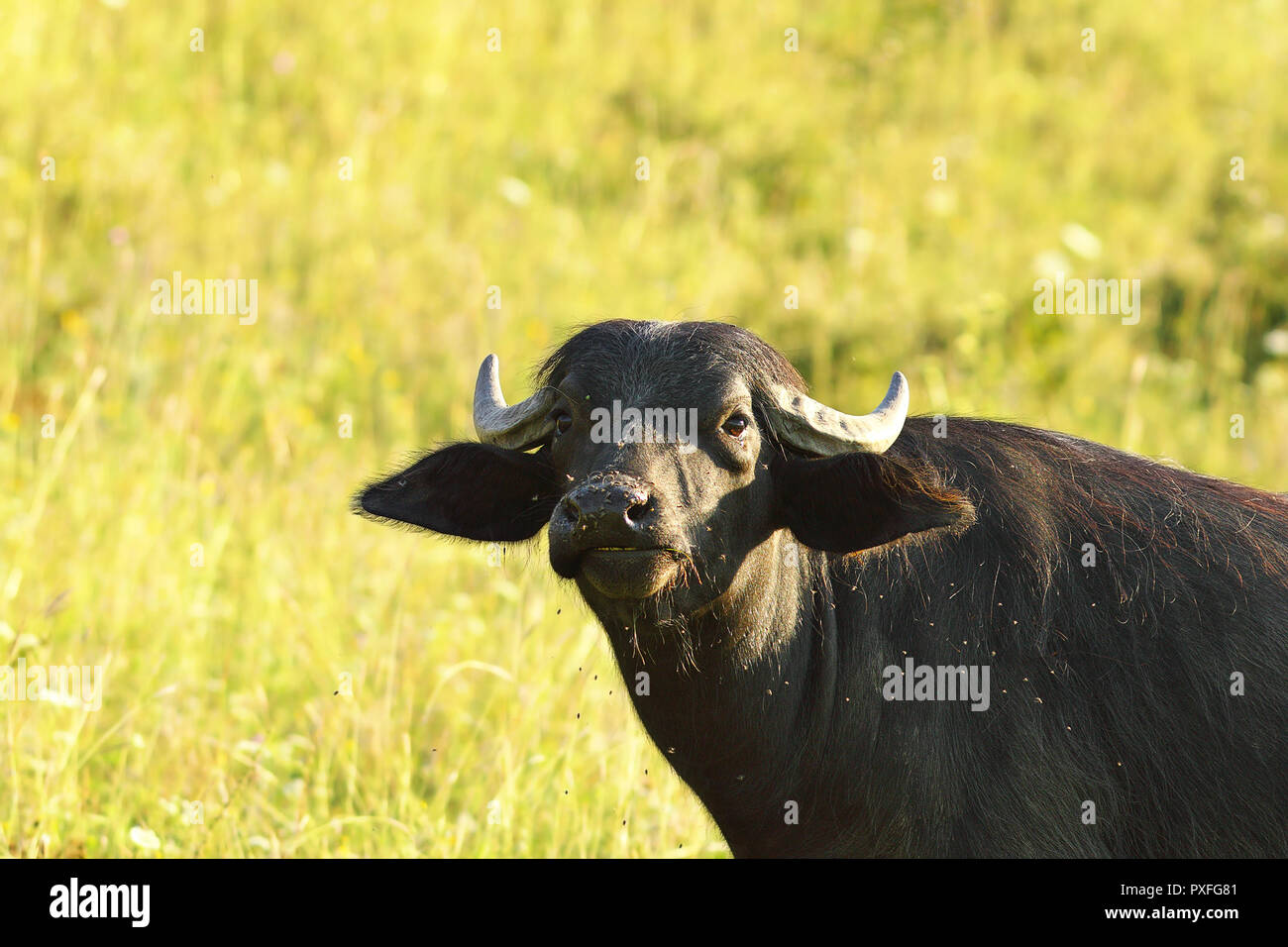 Close-up di curioso bufali domestici ( Bubalus bubalis ) Foto Stock