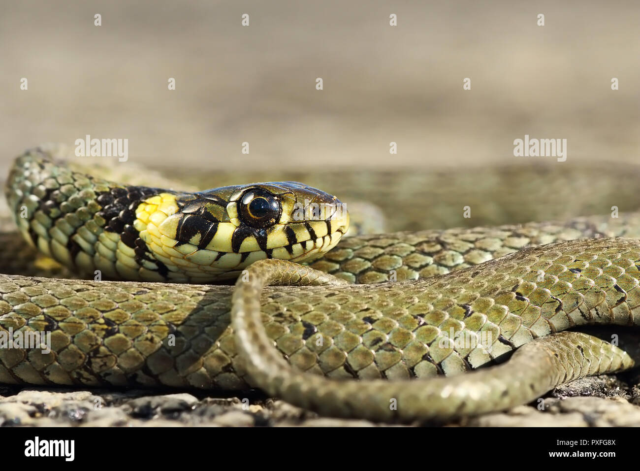 Primo piano della coloratissima Natrix natrix, della politica europea comune in materia di biscia Foto Stock