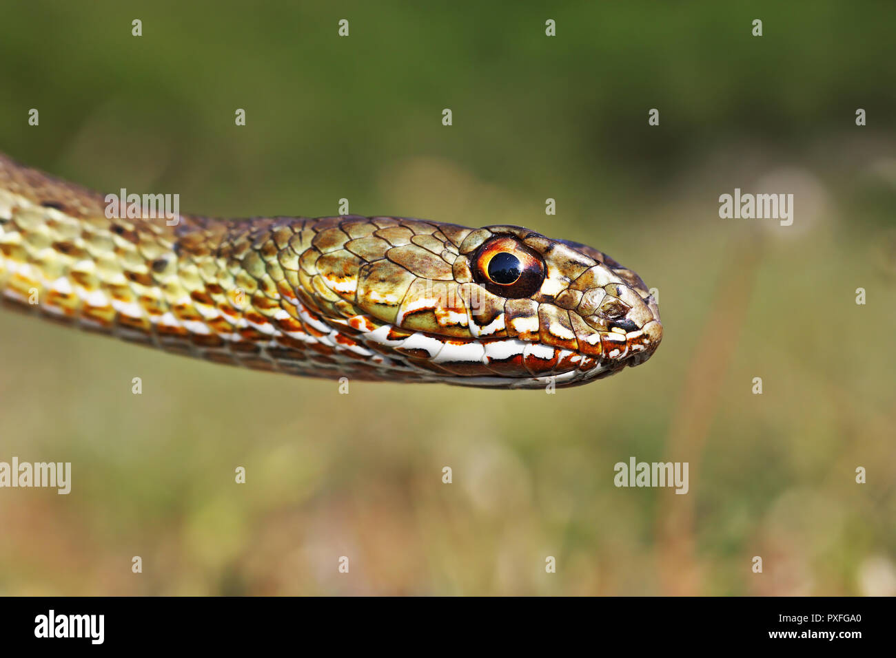 Testa colorata di Montpellier Est snake ( Malpolon insignitus ) Foto Stock