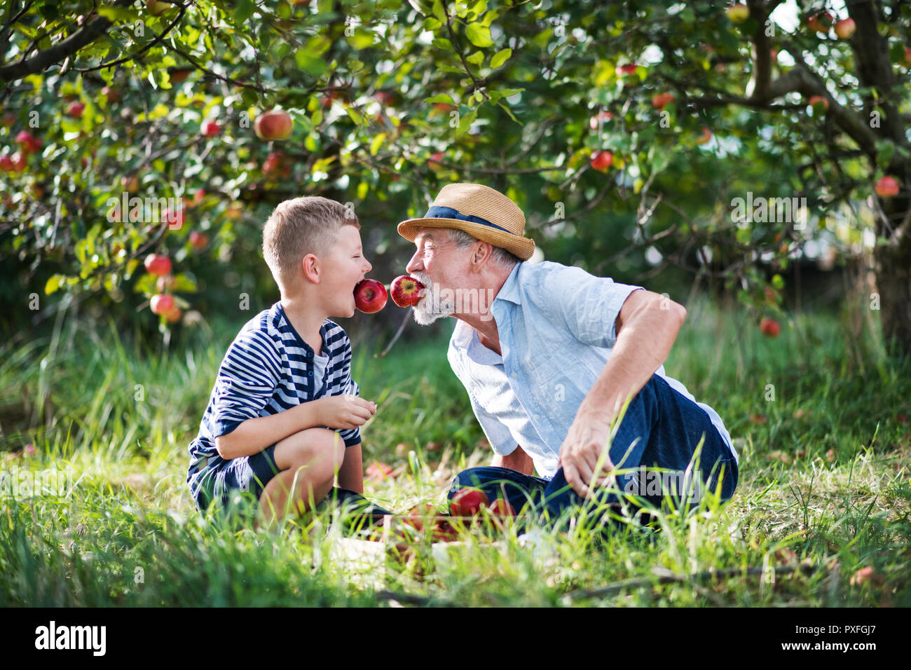 Un uomo anziano con il piccolo nipote divertirsi quando si raccolgono le mele nel frutteto in autunno. Foto Stock