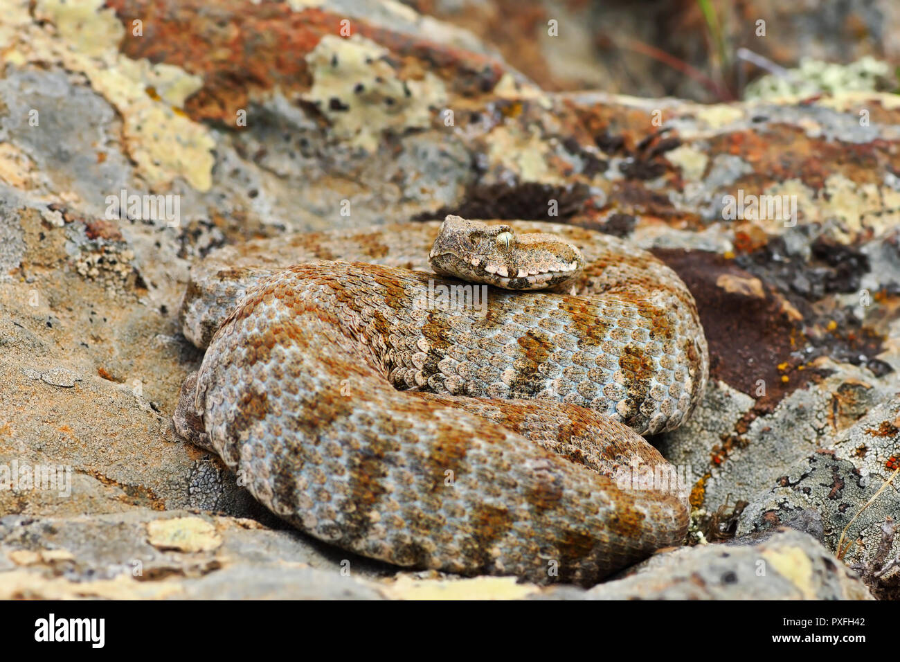 Serpente più rari provenienti da Europa, Milos viper ( Macrovipera lebetina schweizeri, elencato come in pericolo critico sulla Lista Rossa IUCN ) Foto Stock