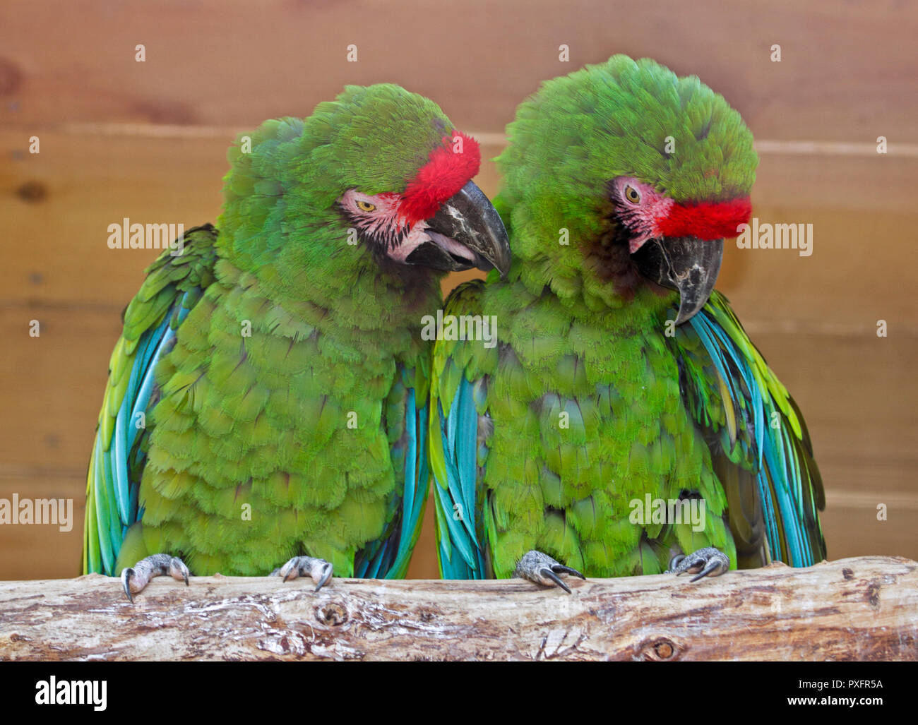 Coppia di macaws militare (ara militaris) Foto Stock