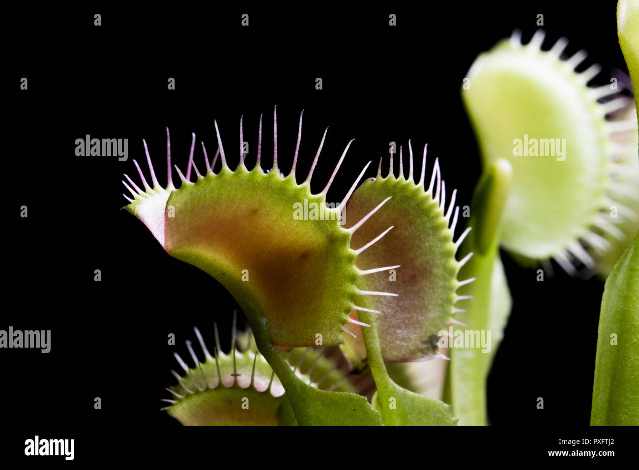 Jib colpo di Venus fly trap foglie su uno sfondo nero. Piante carnivore che cattura e mangia insetti. Killer botanica. La natura da vicino. Foto Stock