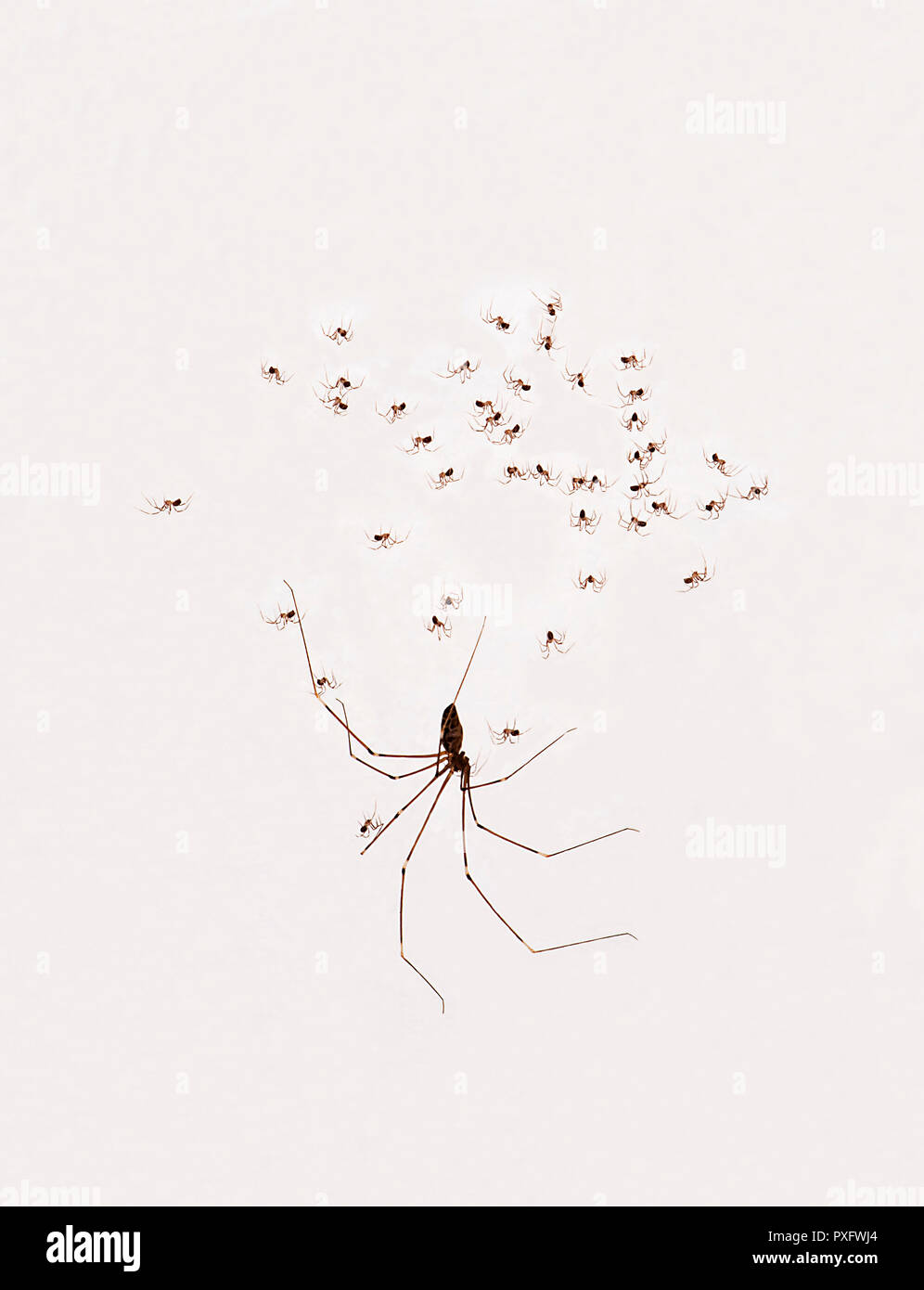 Daddy long legs spider immagini e fotografie stock ad alta risoluzione -  Alamy
