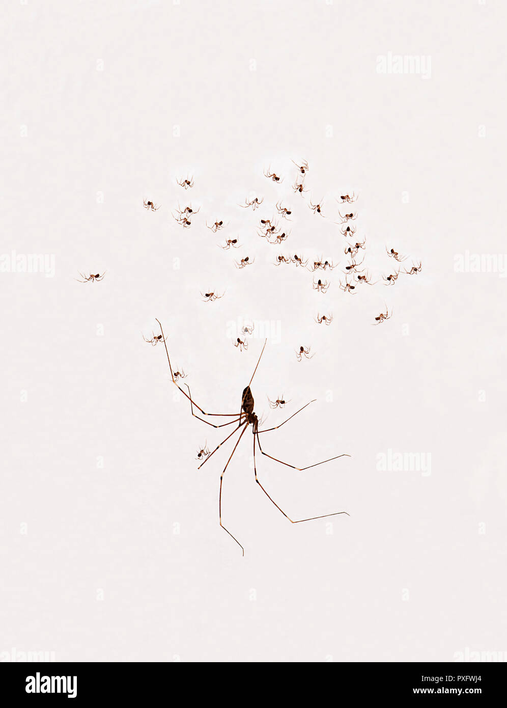 Daddy Long-gambe Spider (Pholcus phalangioides) con neonati in un web su una parete bianca, Cairns, estremo Nord Queensland, FNQ, QLD, Australia Foto Stock