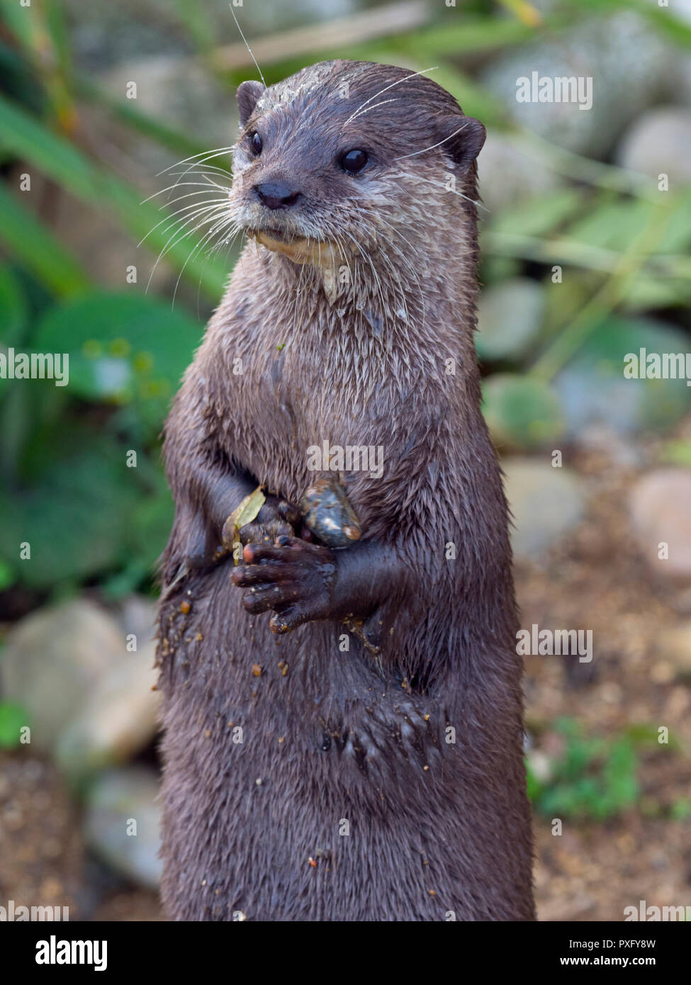 Lontra asiatica a piccoli artigliati Aonyx cinereus Foto Stock