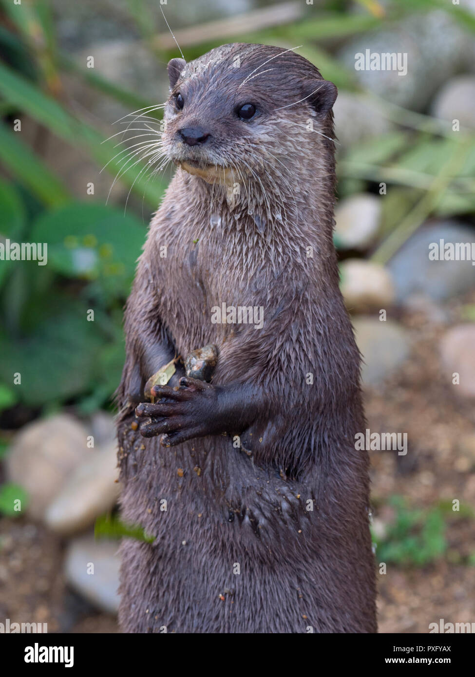 Lontra asiatica a piccoli artigliati Aonyx cinereus Foto Stock