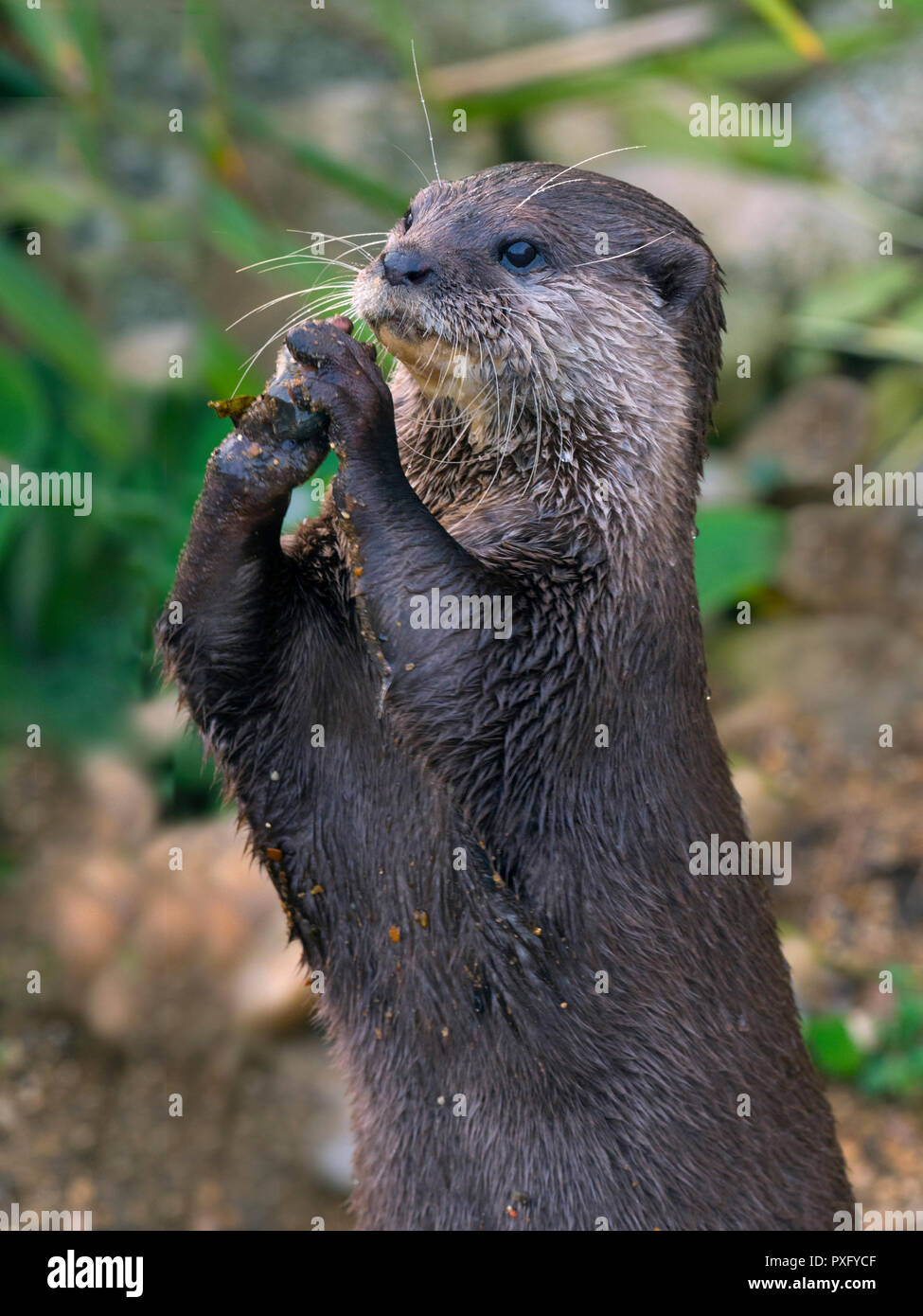 Lontra asiatica a piccoli artigliati Aonyx cinereus Foto Stock