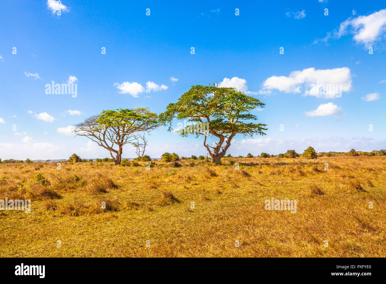 Africa savana paesaggio dello sfondo. African acacia a Serengeti area faunistica in Tanzania Africa Orientale. Spazio di copia con il blu del cielo. La stagione secca. Foto Stock