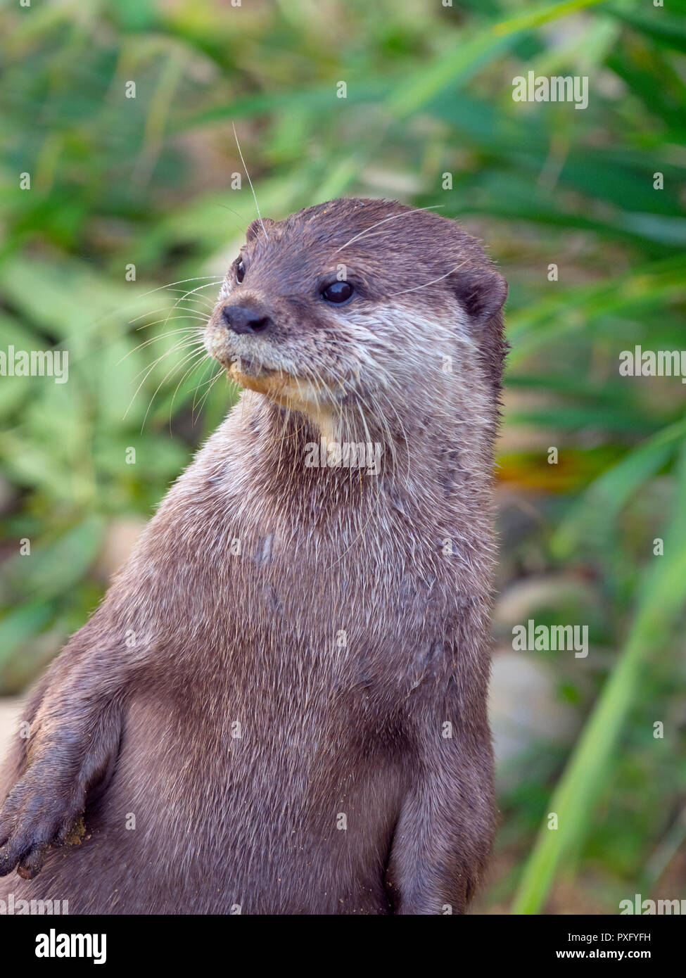 Lontra asiatica a piccoli artigliati Aonyx cinereus Foto Stock