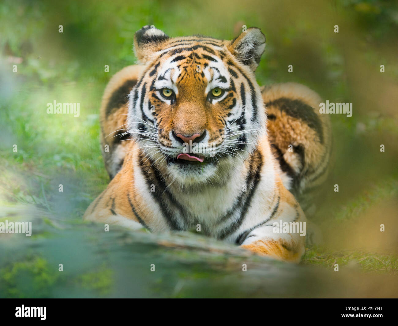 Tigre siberiana Panthera tigris tigris o Amur tigre Foto Stock