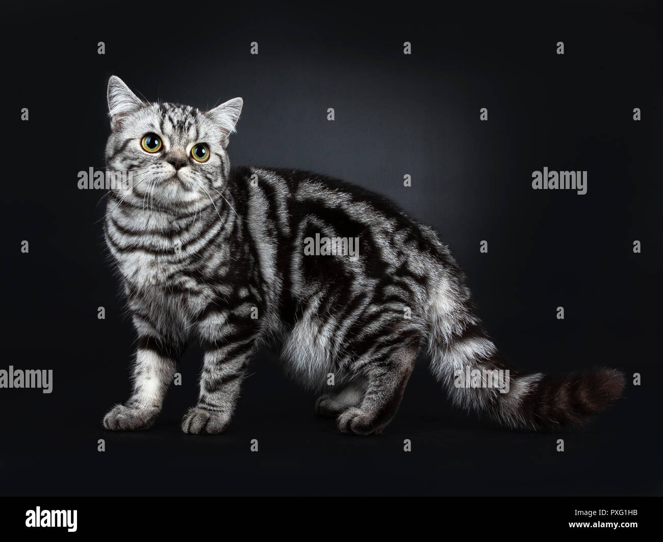 Eccellente Contrassegnato In Nero Silver Tabby Spotted British