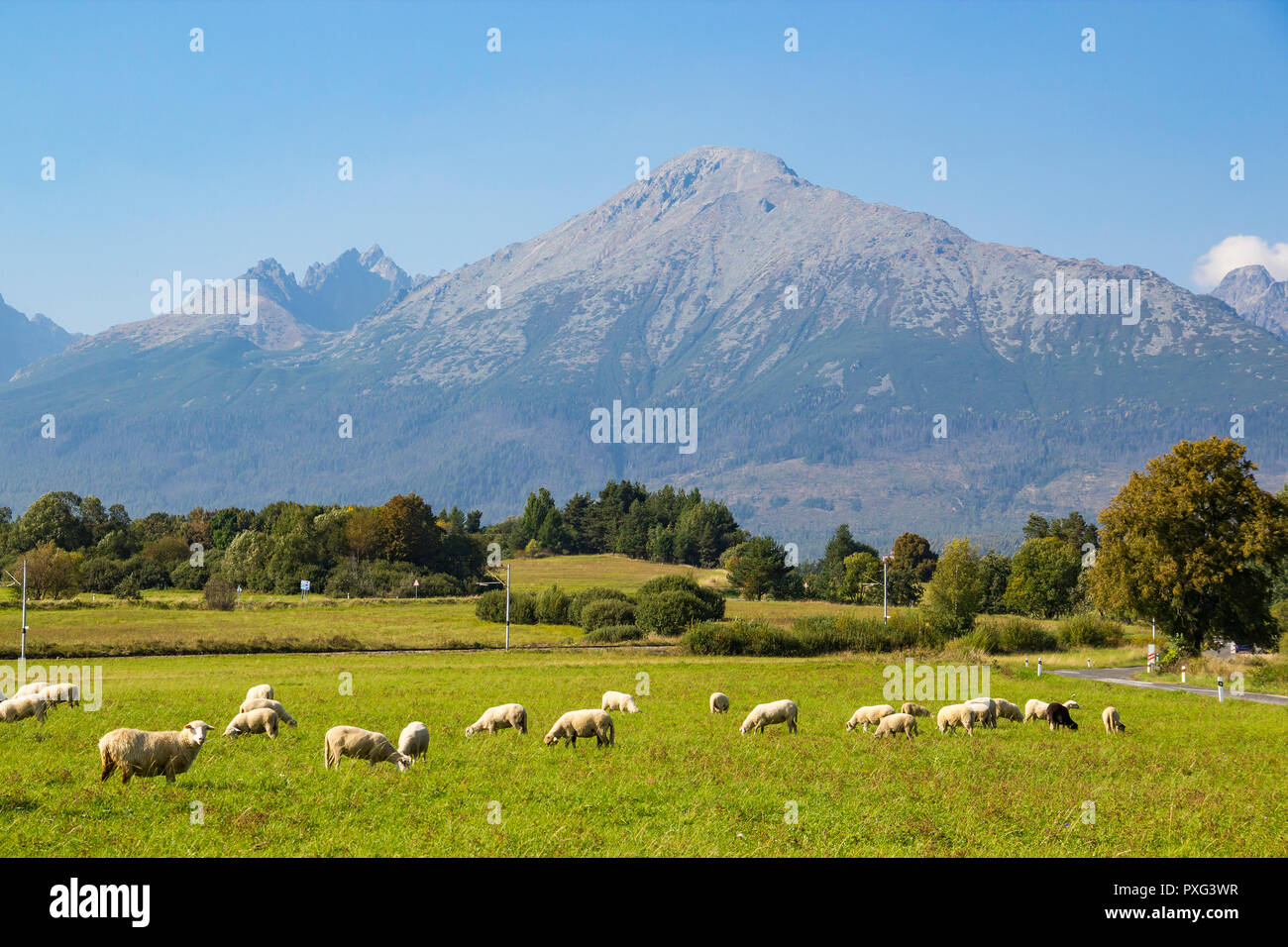 Bella vista degli Alti Tatra (Vysoke Tatry) mountains e il gregge di pecore al pascolo in un prato verde, Slovacchia Foto Stock