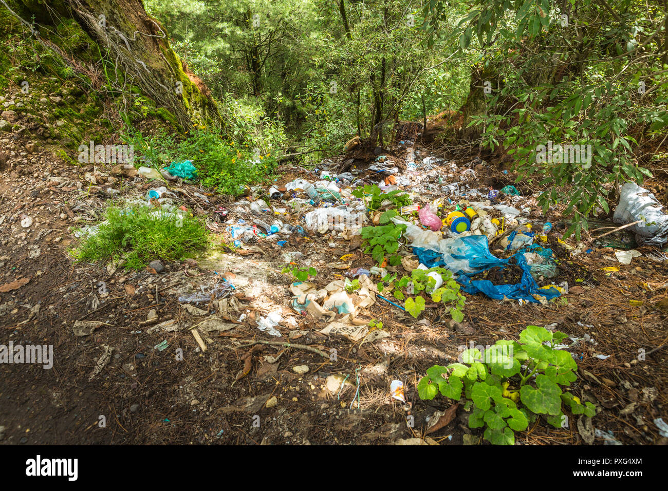 Garbage oggetto di dumping nei boschi Foto Stock
