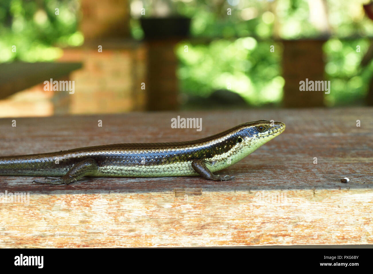 Long-tailed Sun Skink su una tavola di legno naturale con sfondo verde , rettili hanno scale in Thailandia Foto Stock