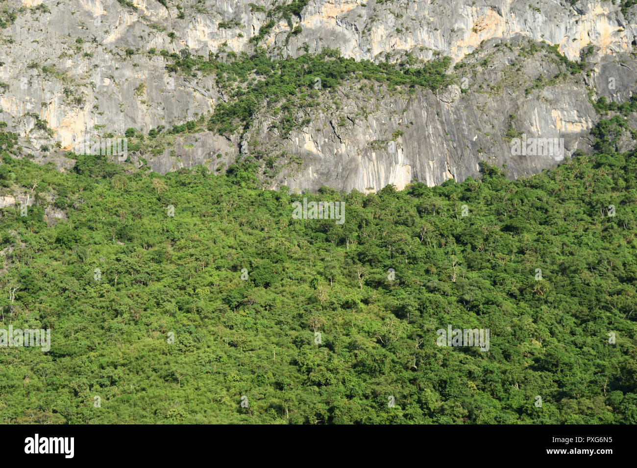 Scogliera grigio e verde foglia boccole degli alberi della foresta sulla montagna di calcare, Thailandia Foto Stock