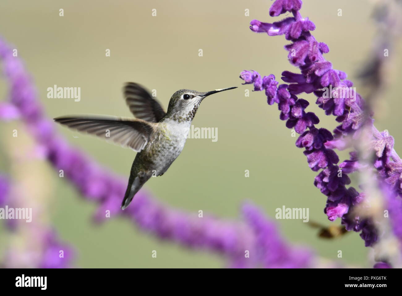 Un Anna's Hummingbird alimentando il nettare da un messicano Bush Salvia impianto all'Audubon Canyon Ranch preservare a Marin County, CA. Foto Stock