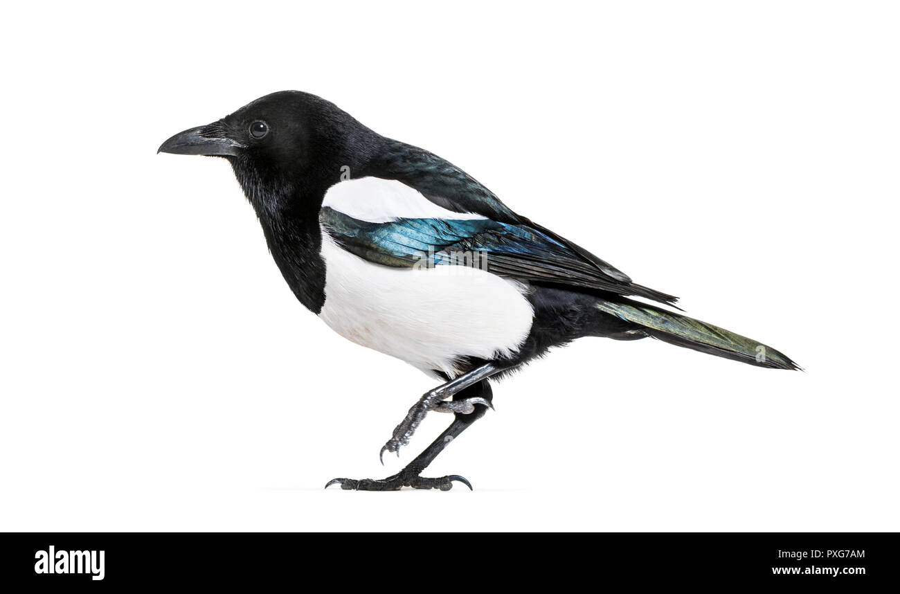 Gazza comune, Pica pica, di fronte a uno sfondo bianco Foto Stock