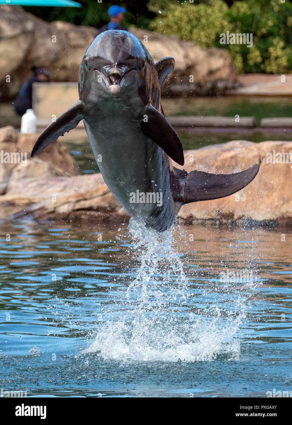 Dolphin saltare durante l'Dreamflight visita al Discovery Cove in Orlando, Florida. Foto Stock