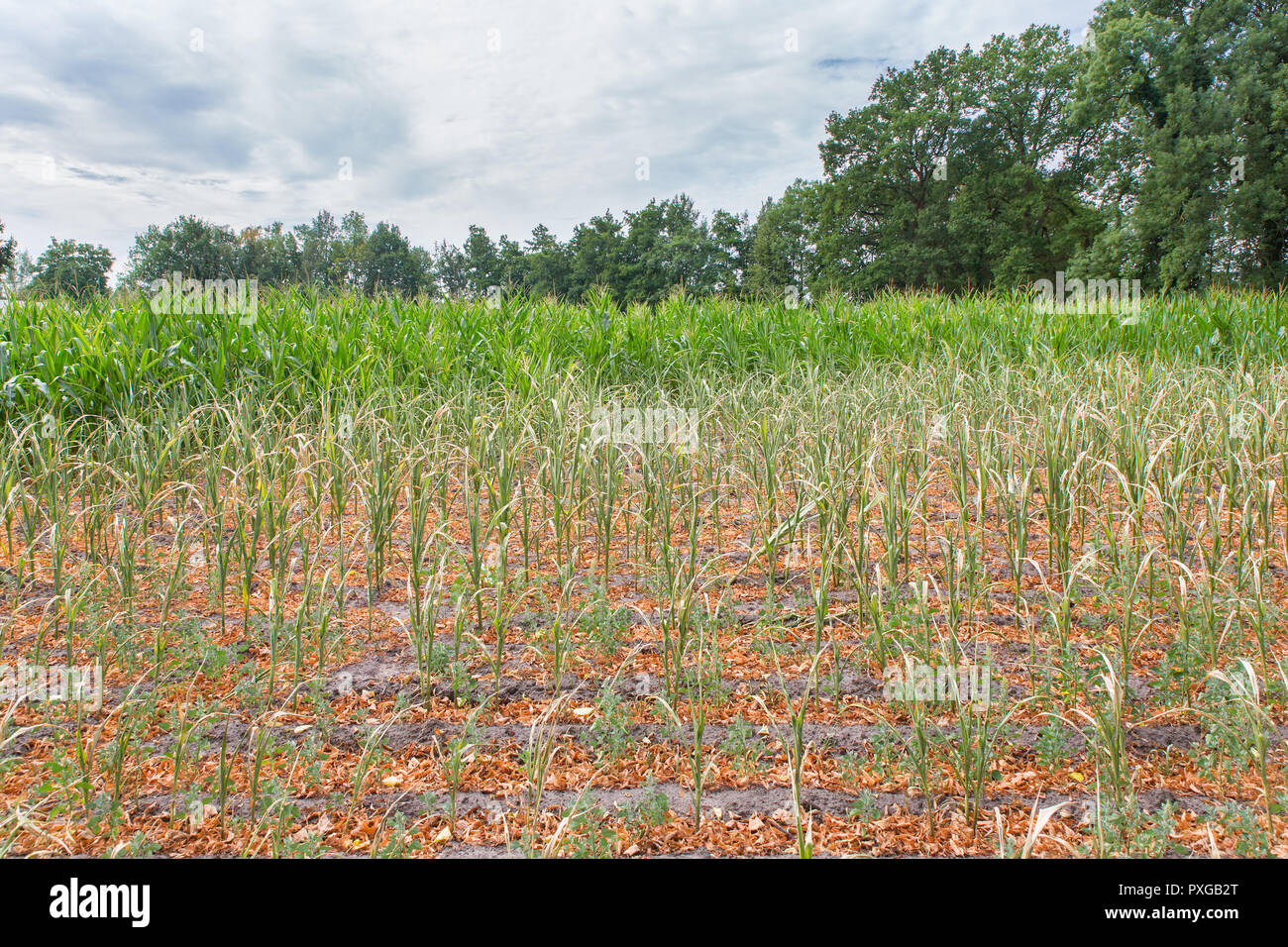 Danni agricoli siccità in piante di mais che asciugano in estate Foto Stock