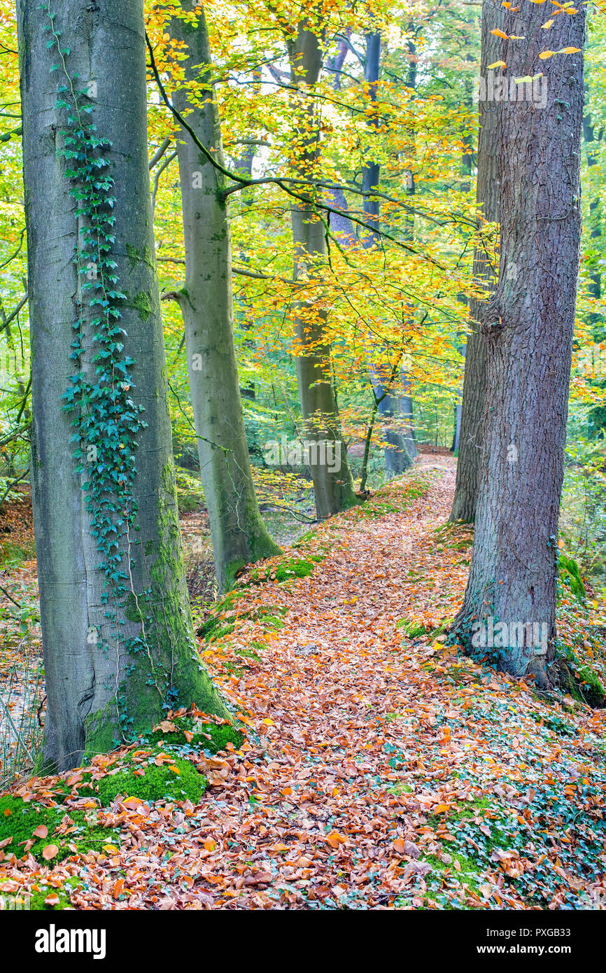 Autunno con tronchi di alberi lungo il percorso nella foresta Foto Stock