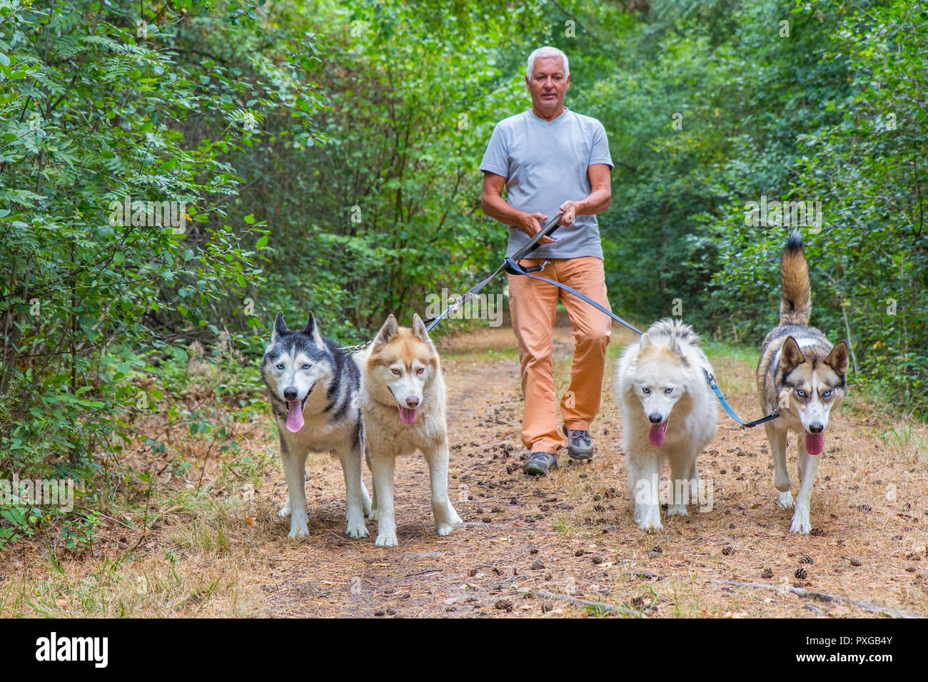 Uomo che cammina con quattro cani husky nella natura Foto Stock