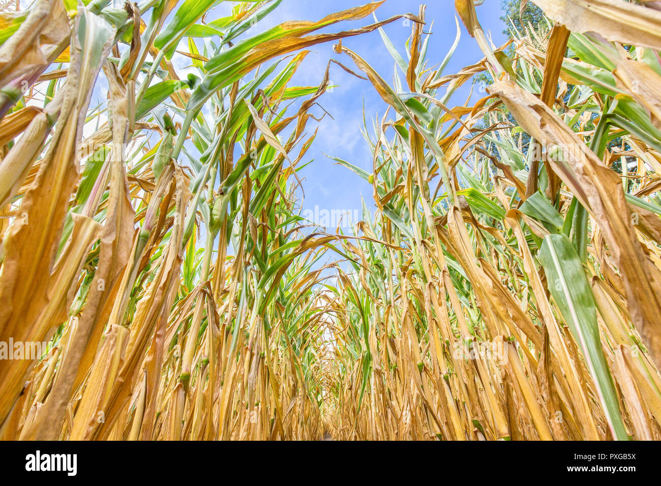 Filari di mais essiccato piante visto da sotto Foto Stock