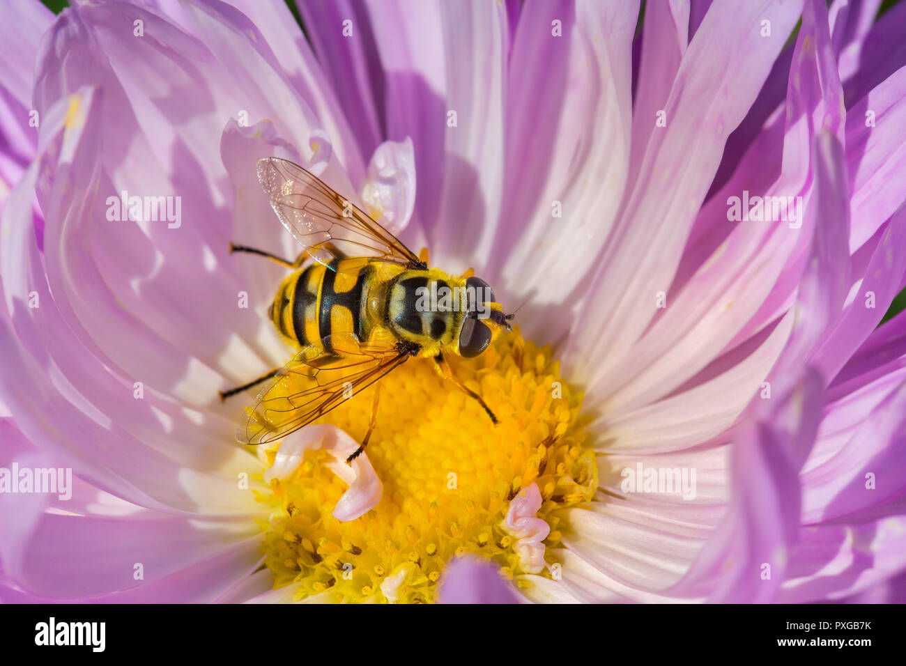 Giallo hoverfly mangiando il nettare di fiori di rosa estate aster Foto Stock