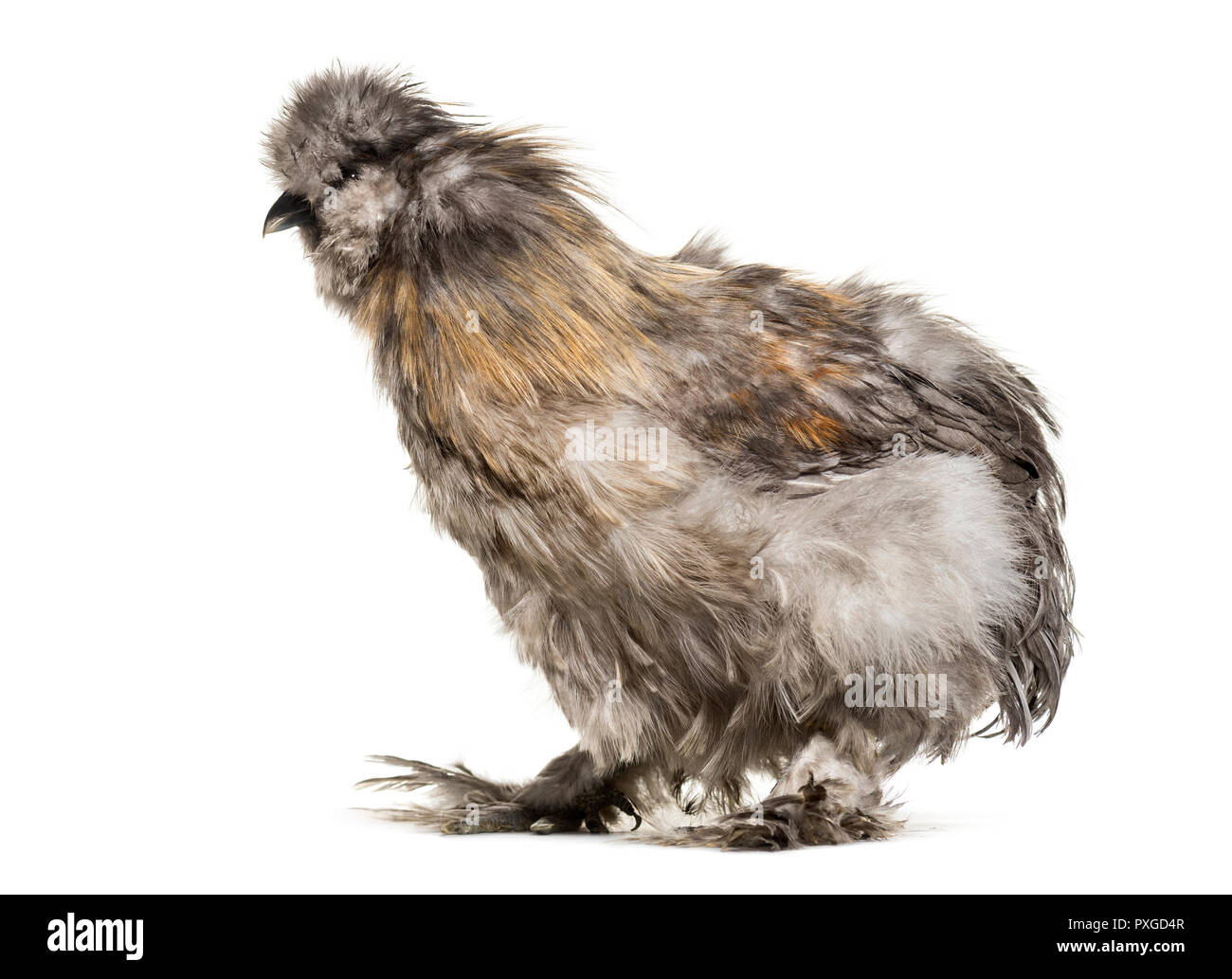 Silkie hen, talvolta scritto setosa, in piedi contro lo sfondo bianco Foto Stock