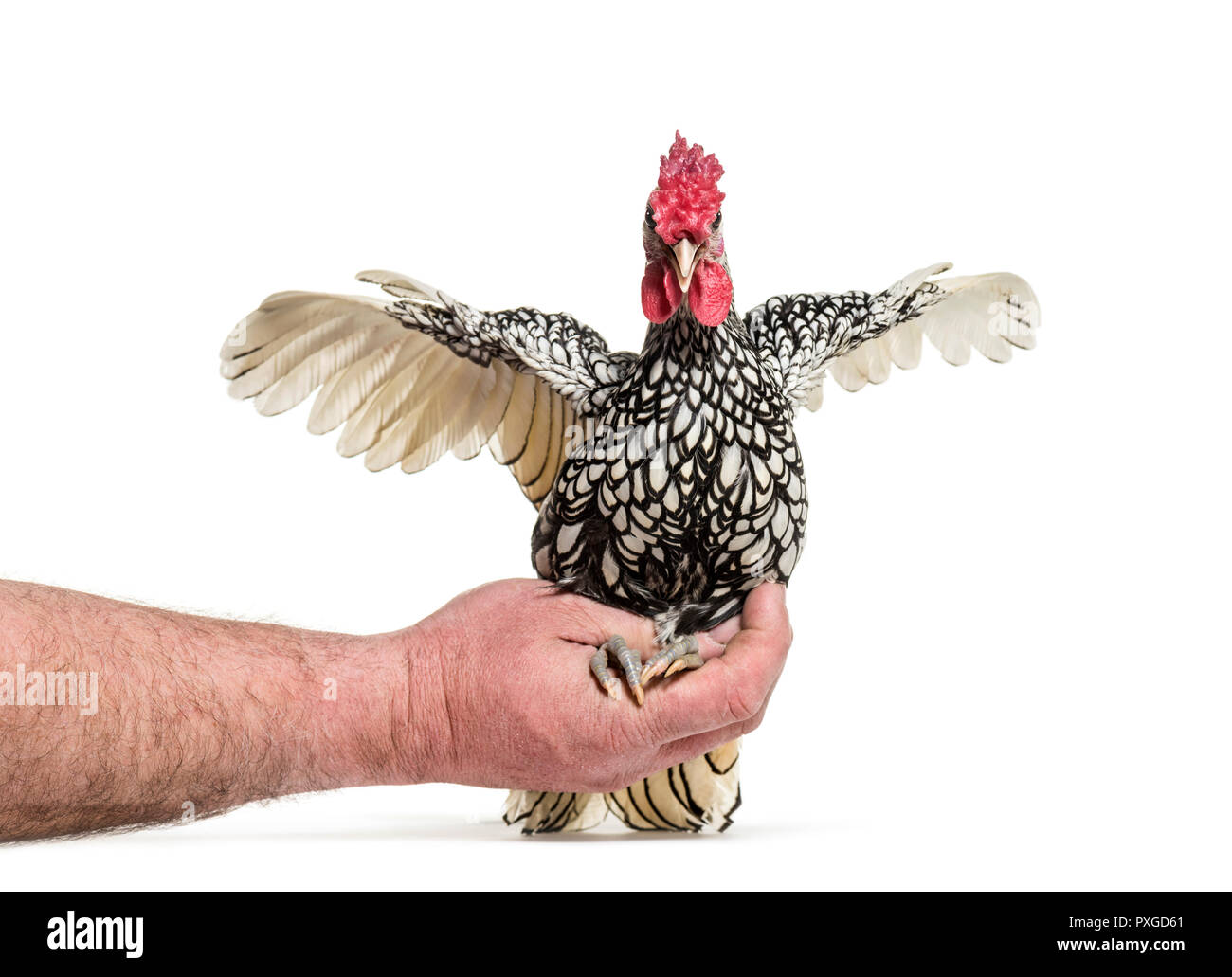 Sebright pollo, contro uno sfondo bianco Foto Stock