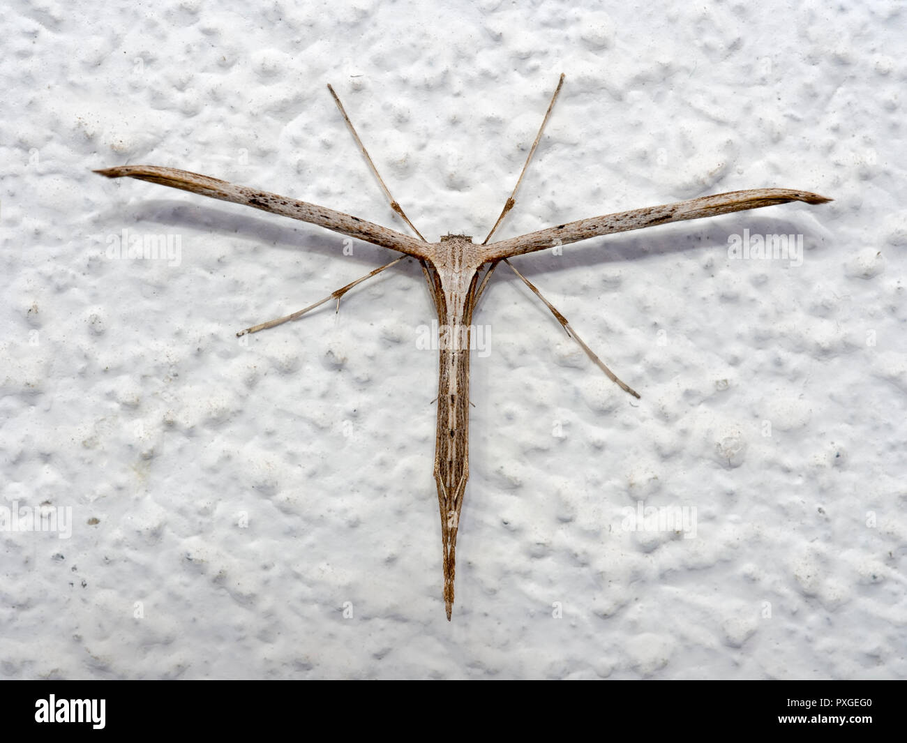 Pennacchio comune Tignola, Emmelina monodactyla con ali laminati sulla parete. AkaT-falena o mattina-gloria. Foto Stock
