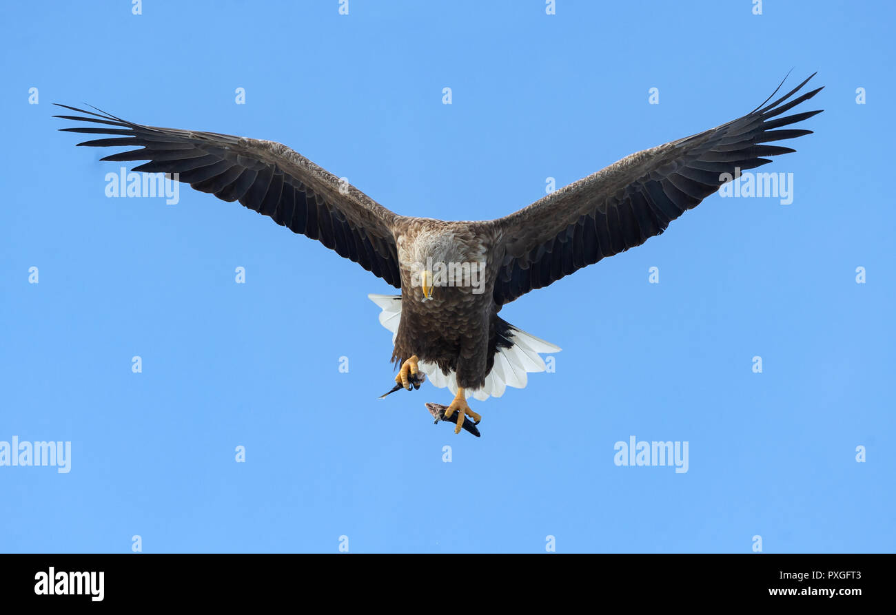 Adulto bianco-tailed eagle con pesce in volo. Cielo blu sullo sfondo. Nome scientifico: Haliaeetus albicilla, il ern, erne, grigio eagle, Eurasian eagl mare Foto Stock