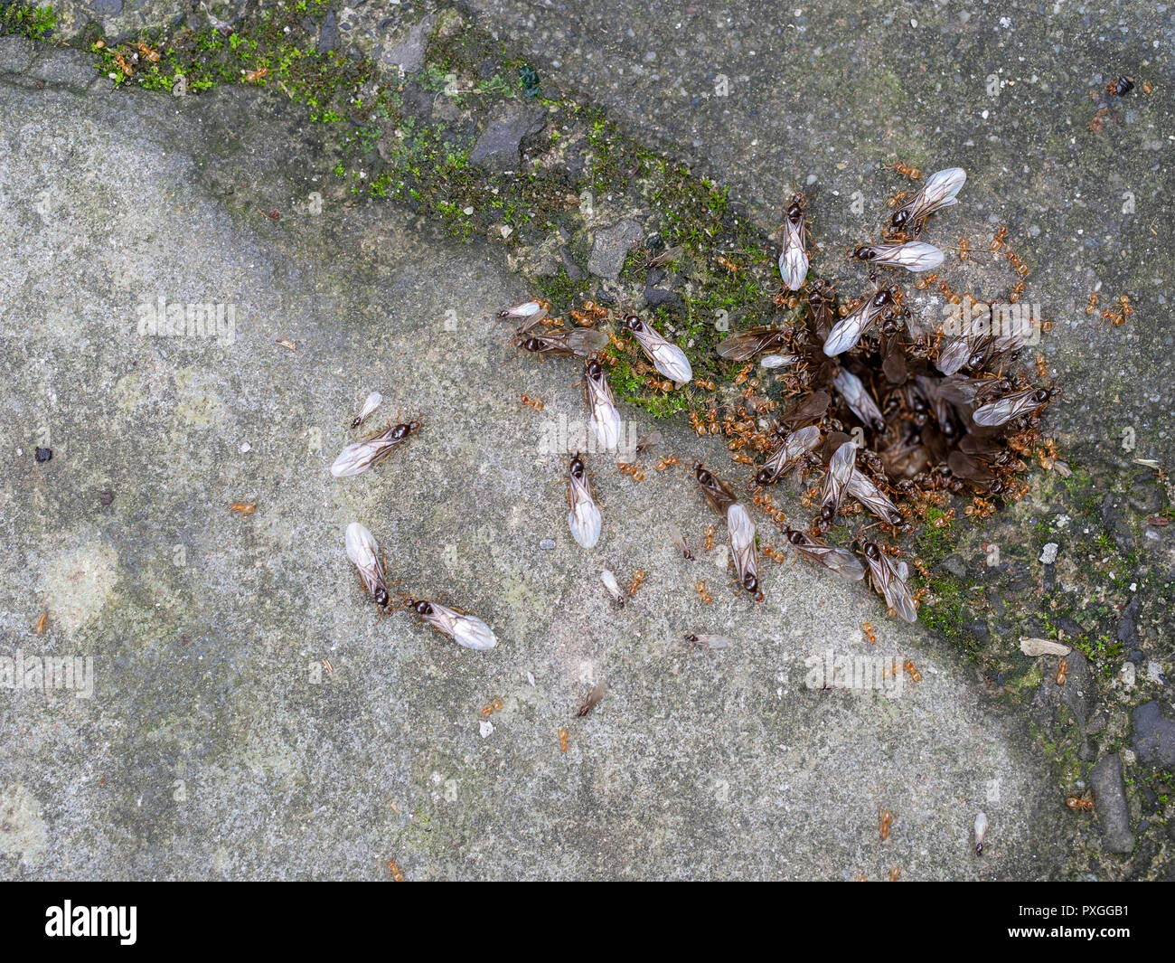 Giallo formiche, probabilmente Lasius Flavus, alato e wingless dal nido. Foto Stock