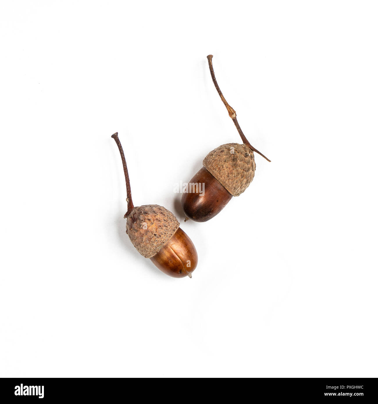 Alcune ghiande su un tavolo bianco Foto Stock